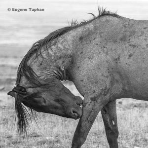 'Wild Grace, Wild Spirit' by Eugene Tapahe, silver halide print limited edition of 100