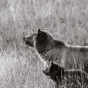 Bear with Cub, photograph by Eugene Tapahe, Navajo