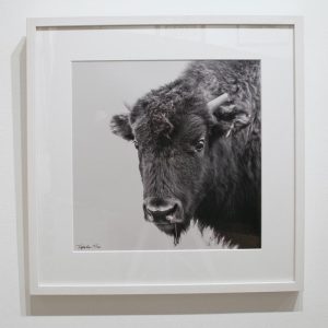 Bison photograph by Eugene Tapahe, Navajo