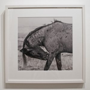 Wild Horse photograph by Eugene Tapahe, Navajo.